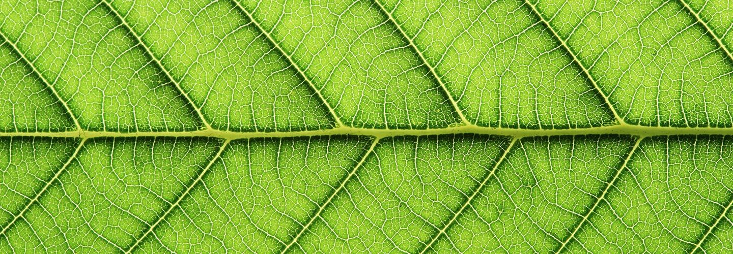 Sustainability and Corporate Social Responsibility at EHl Hotel School Passugg
